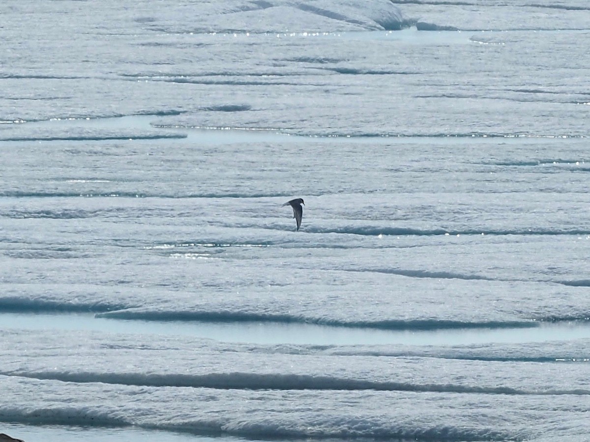 Arctic Tern - Thierry Grandmont