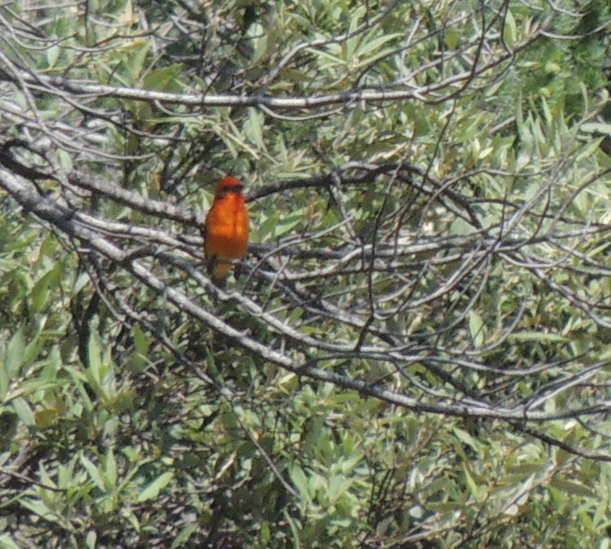 Flame-colored Tanager - ML516191901