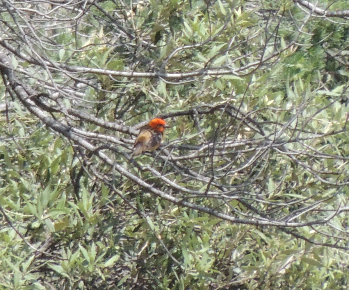 Flame-colored Tanager - ML516191911