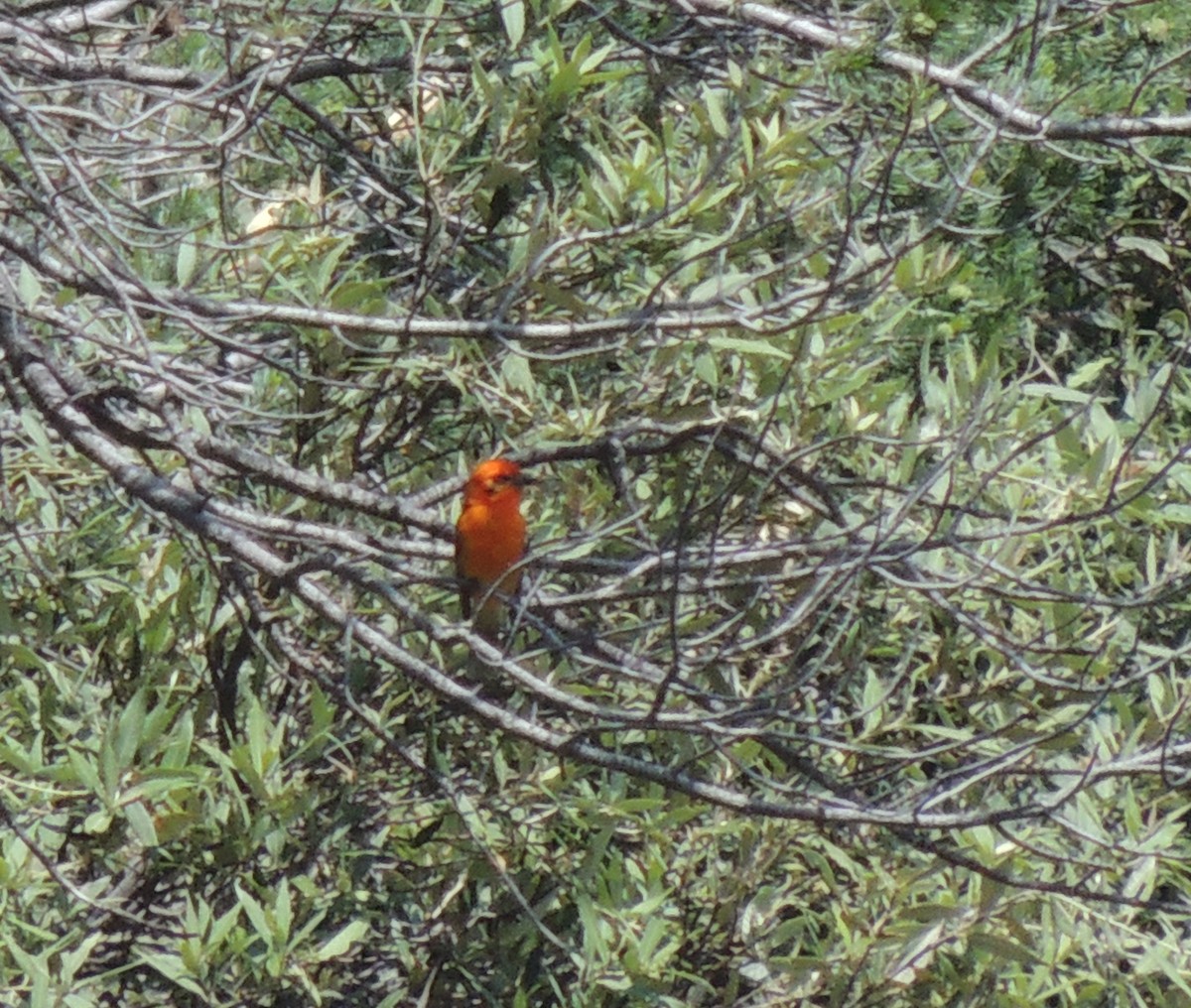 Flame-colored Tanager - ML516191921