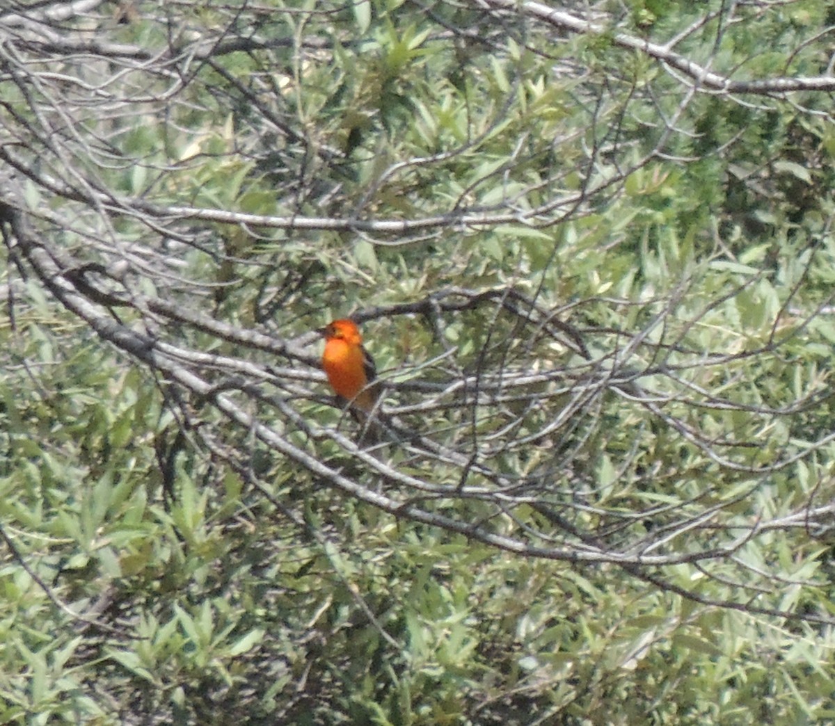 Flame-colored Tanager - ML516191931