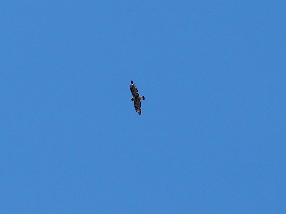 Rough-legged Hawk - Thierry Grandmont