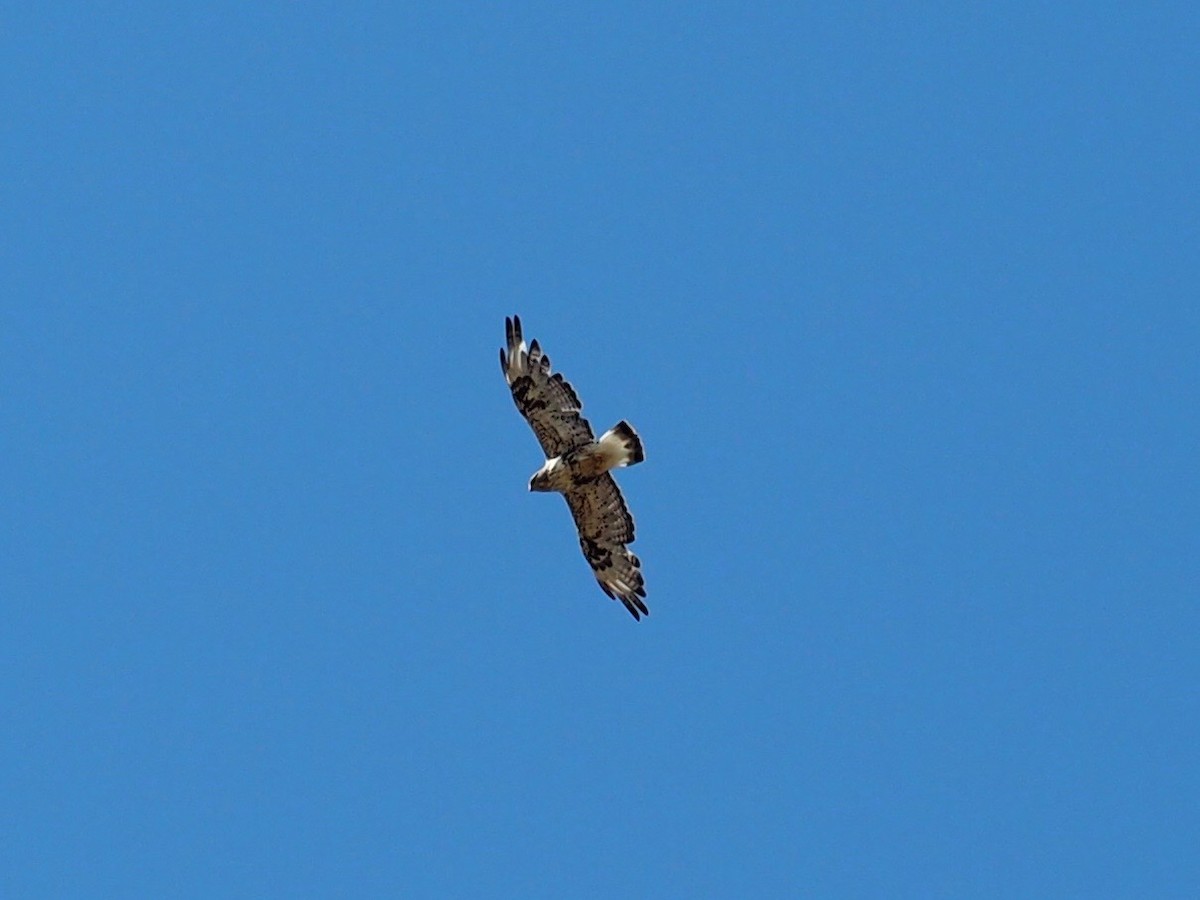 Rough-legged Hawk - ML516192361