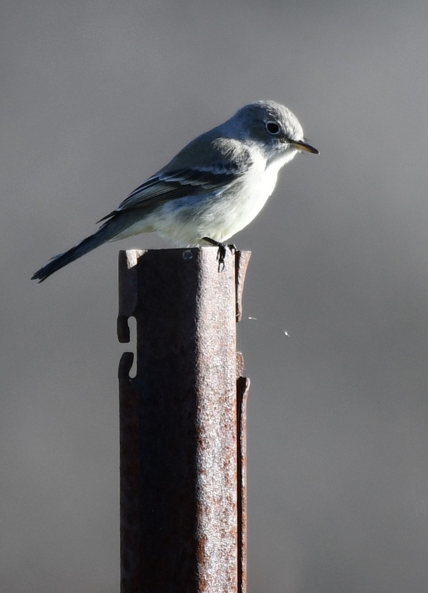 Gray Flycatcher - ML516193071