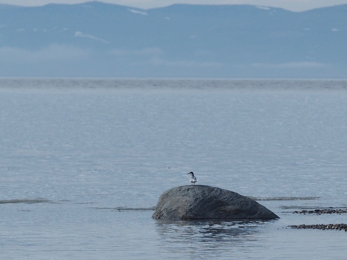 Arctic Tern - ML516193771