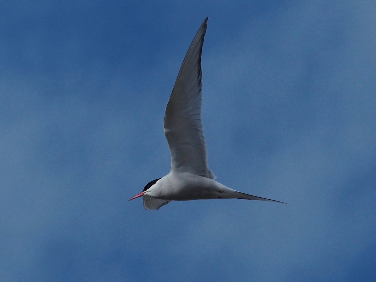 Arctic Tern - ML516193791