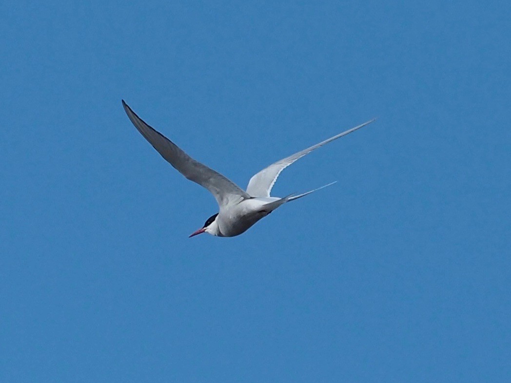 Arctic Tern - ML516193801