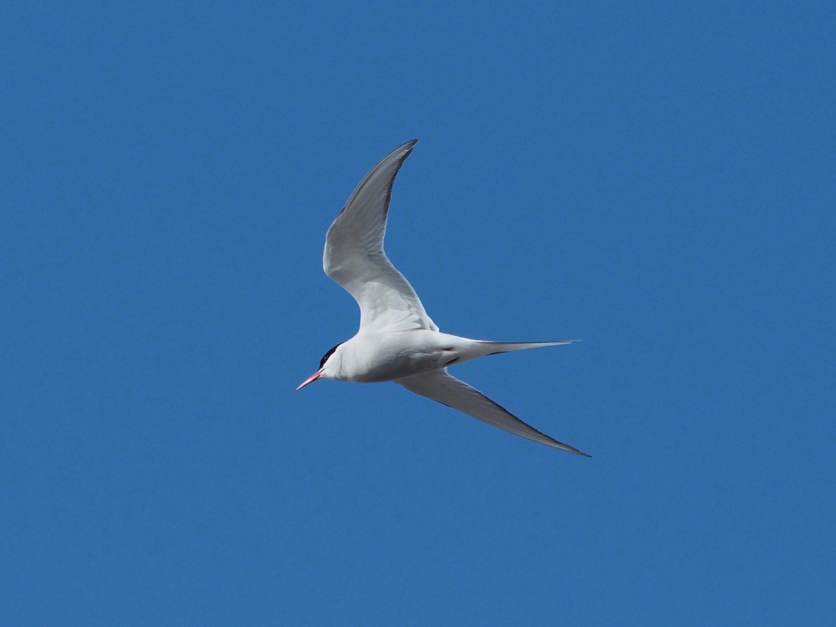 Arctic Tern - ML516193831