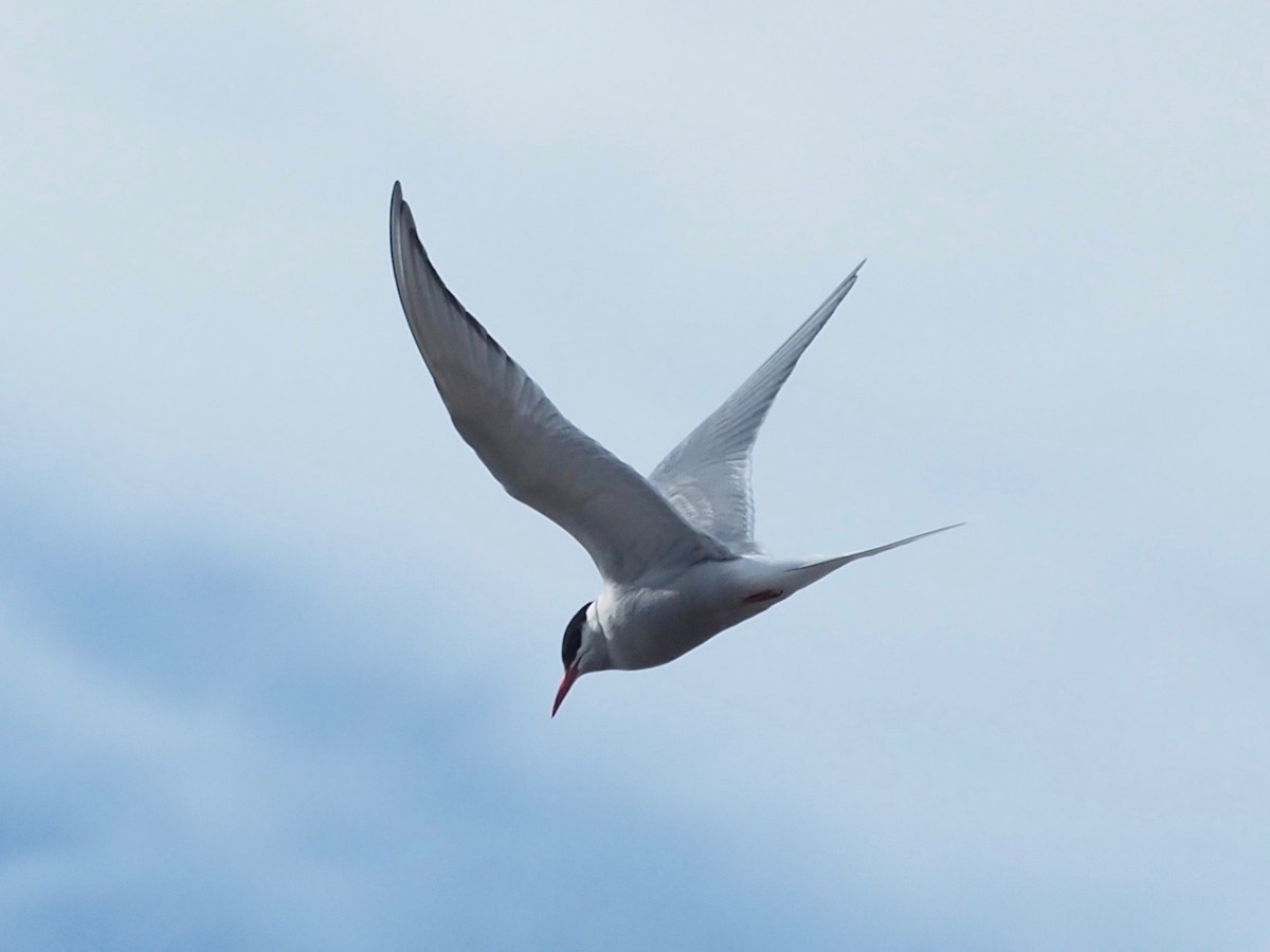 Arctic Tern - Thierry Grandmont