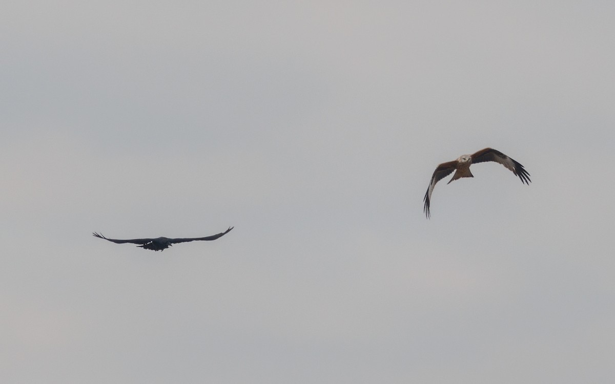 Red Kite - ML516194531