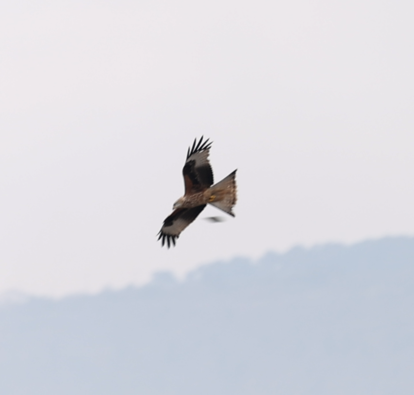 Red Kite - ML516194571