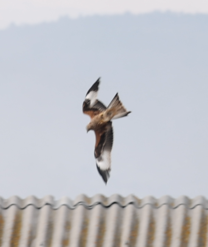 Red Kite - ML516194581