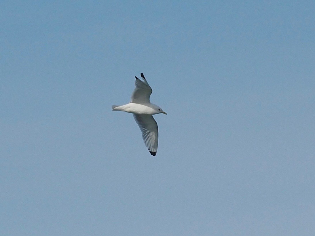 Gaviota Tridáctila - ML516194681