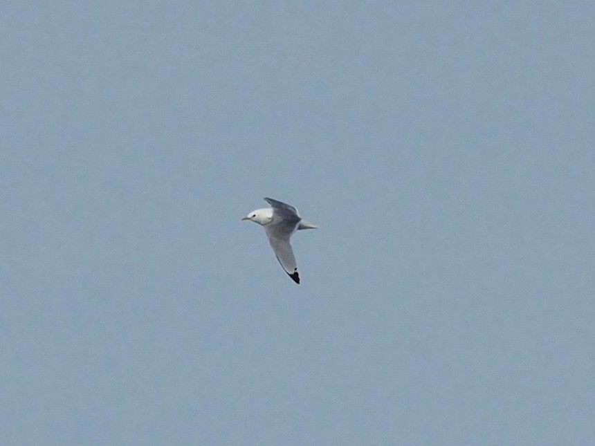 Gaviota Tridáctila - ML516194691