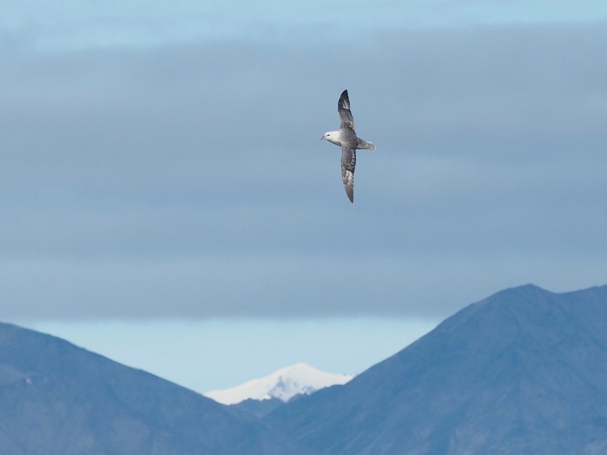 Northern Fulmar - ML516195081