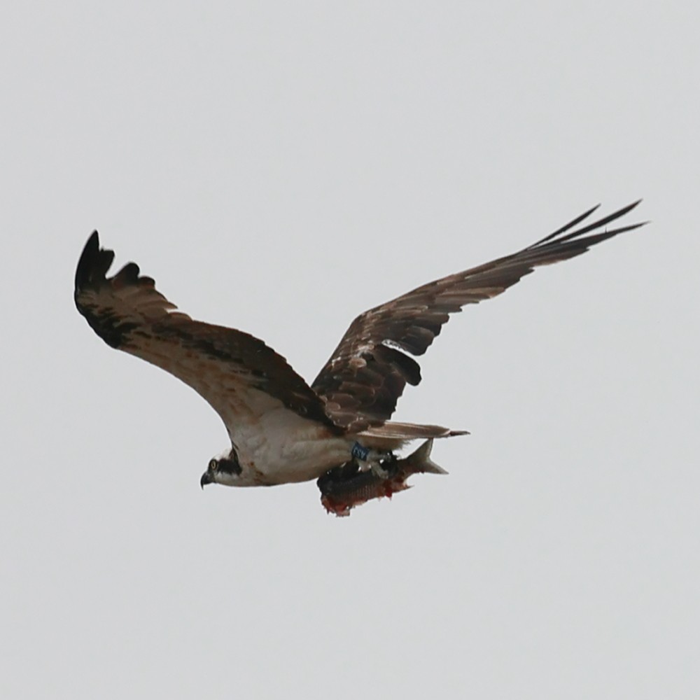 Osprey - Jaime Pires