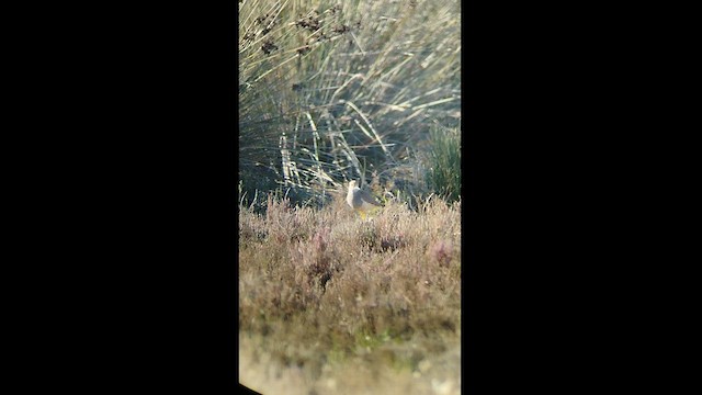 White-tailed Lapwing - ML516197091