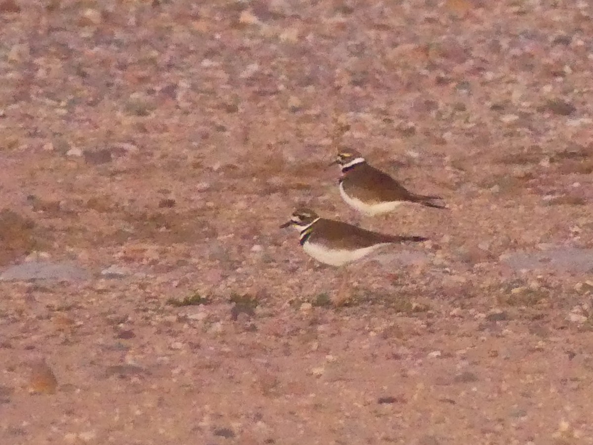 Killdeer - ML516197341