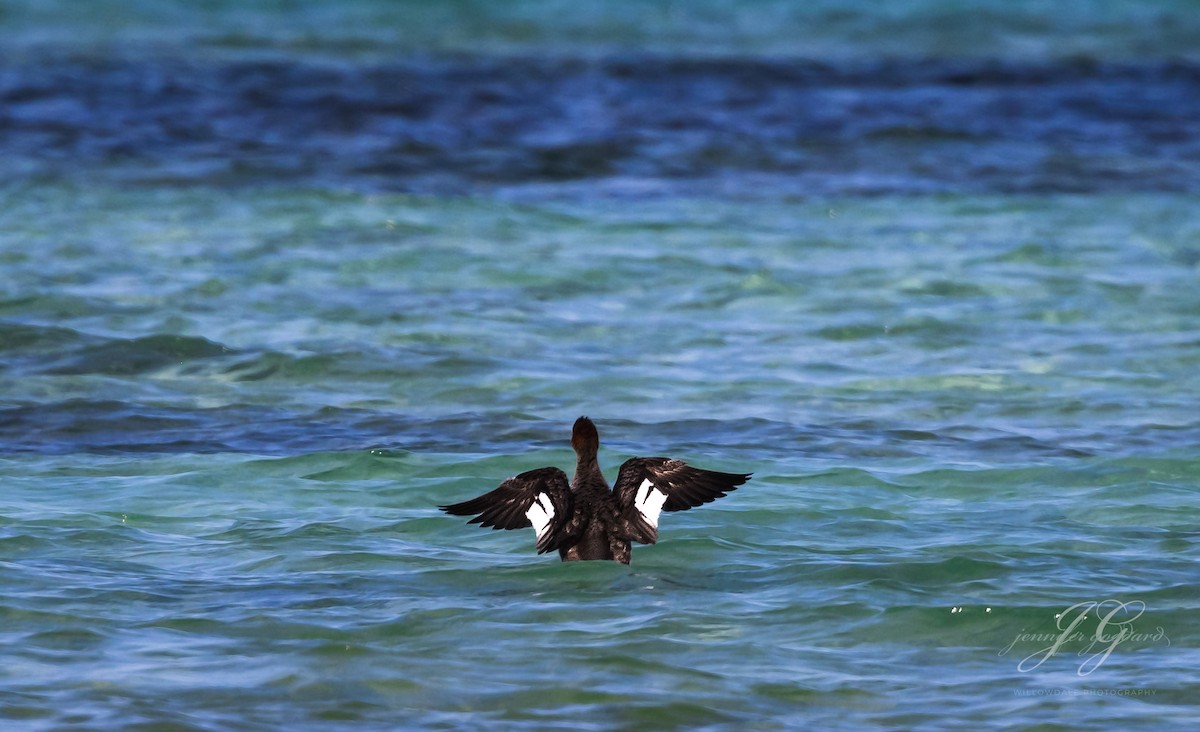 Red-breasted Merganser - ML516197681