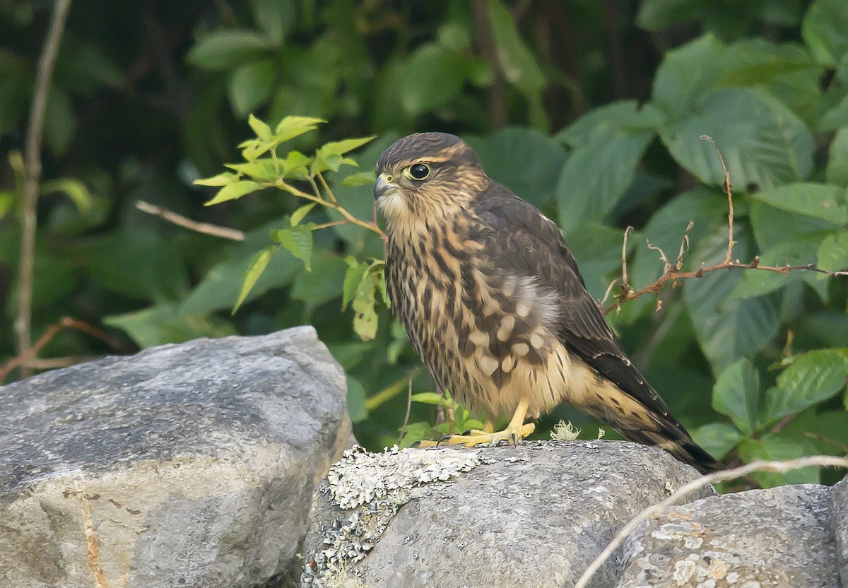Merlin - Alix d'Entremont