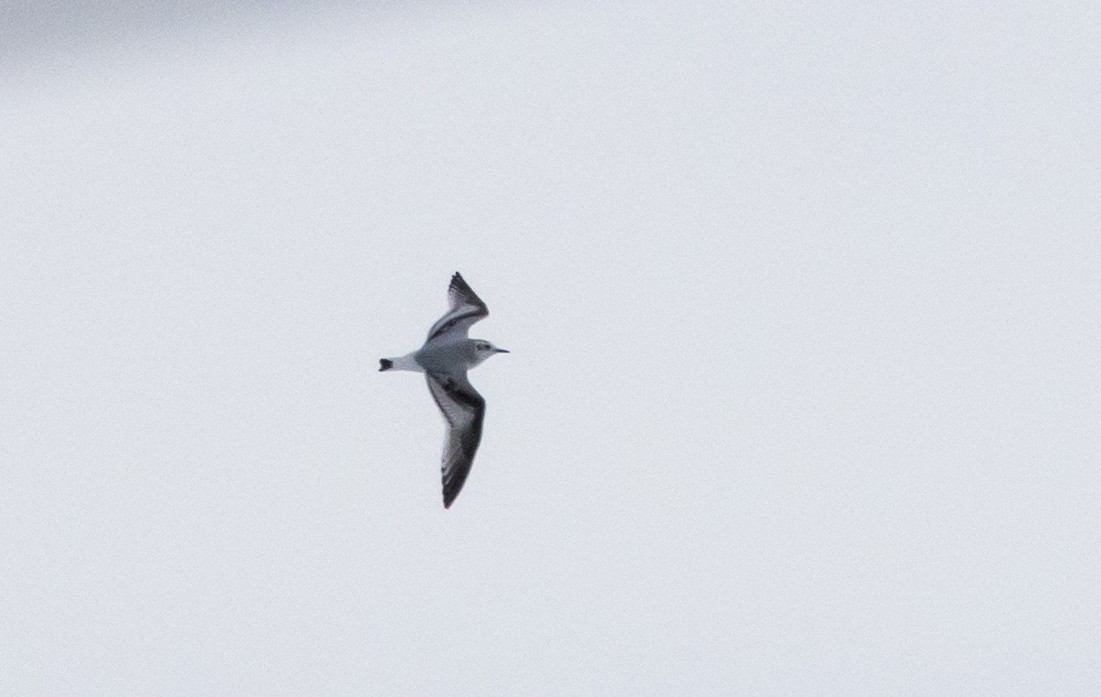 Mouette pygmée - ML516198131