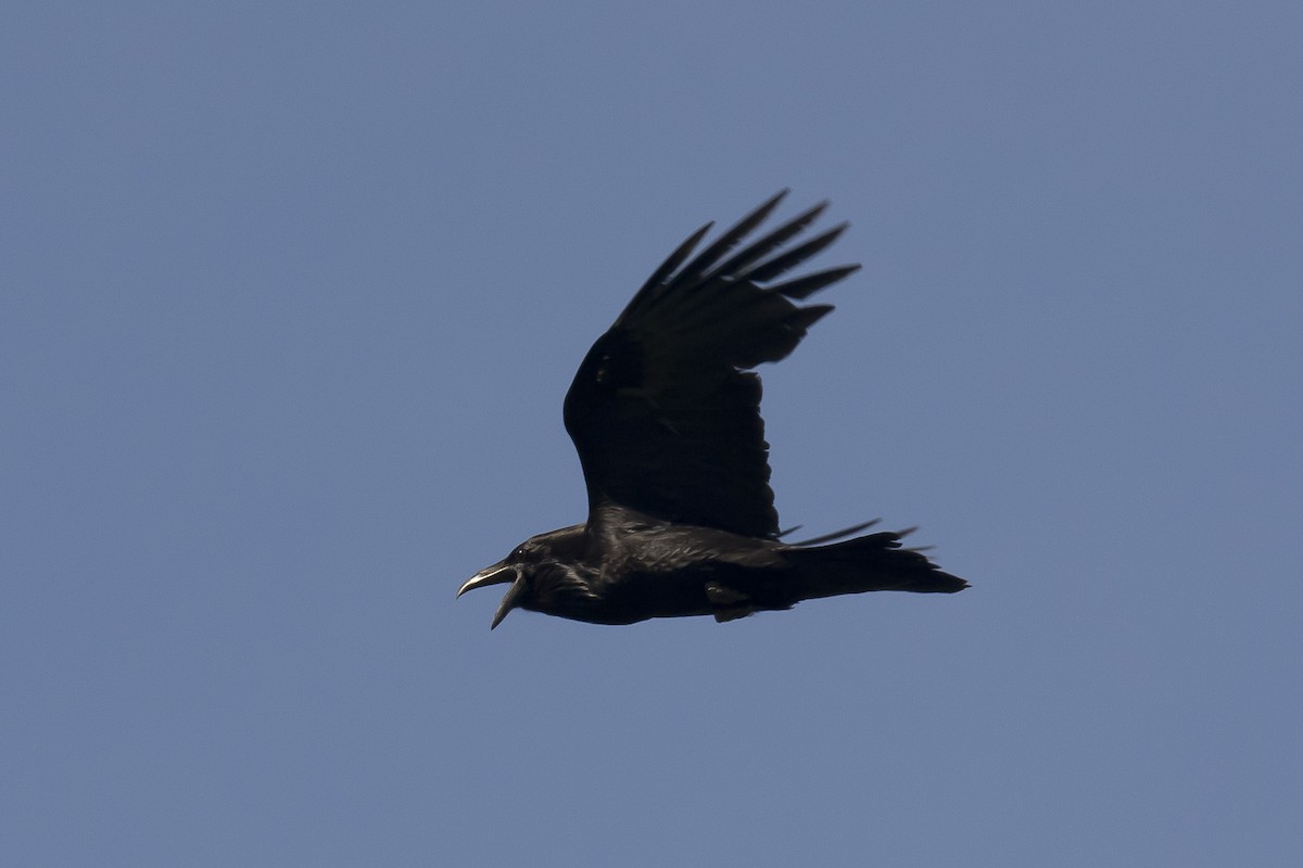 Common Raven - ML51619951