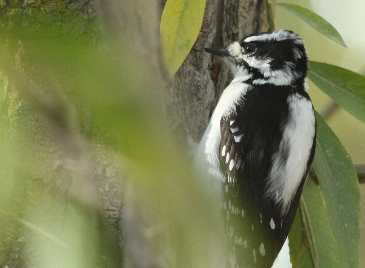 Downy Woodpecker - ML516200461