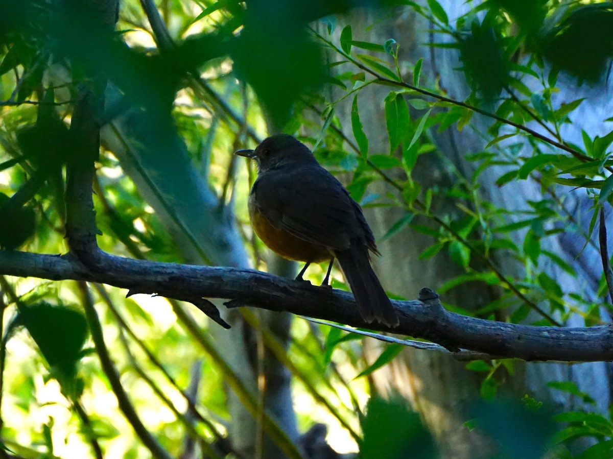 Rufous-bellied Thrush - ML516201221