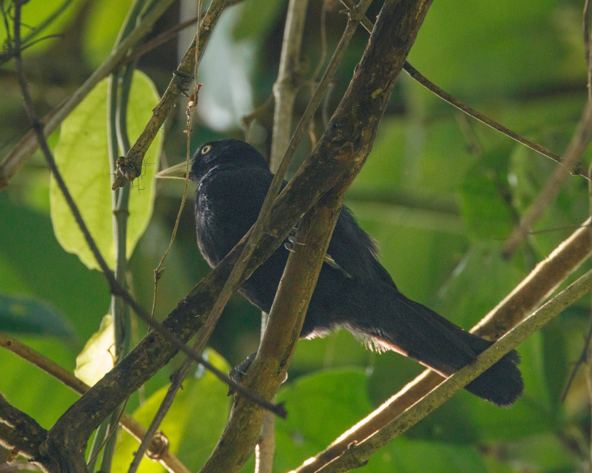 Yellow-billed Cacique - ML516202241