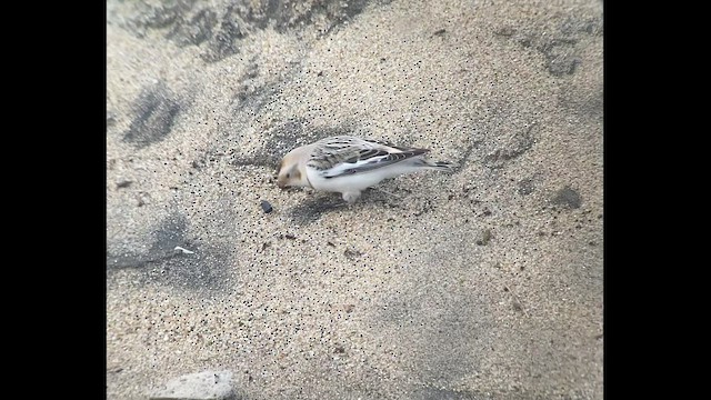 Snow Bunting - ML516202621