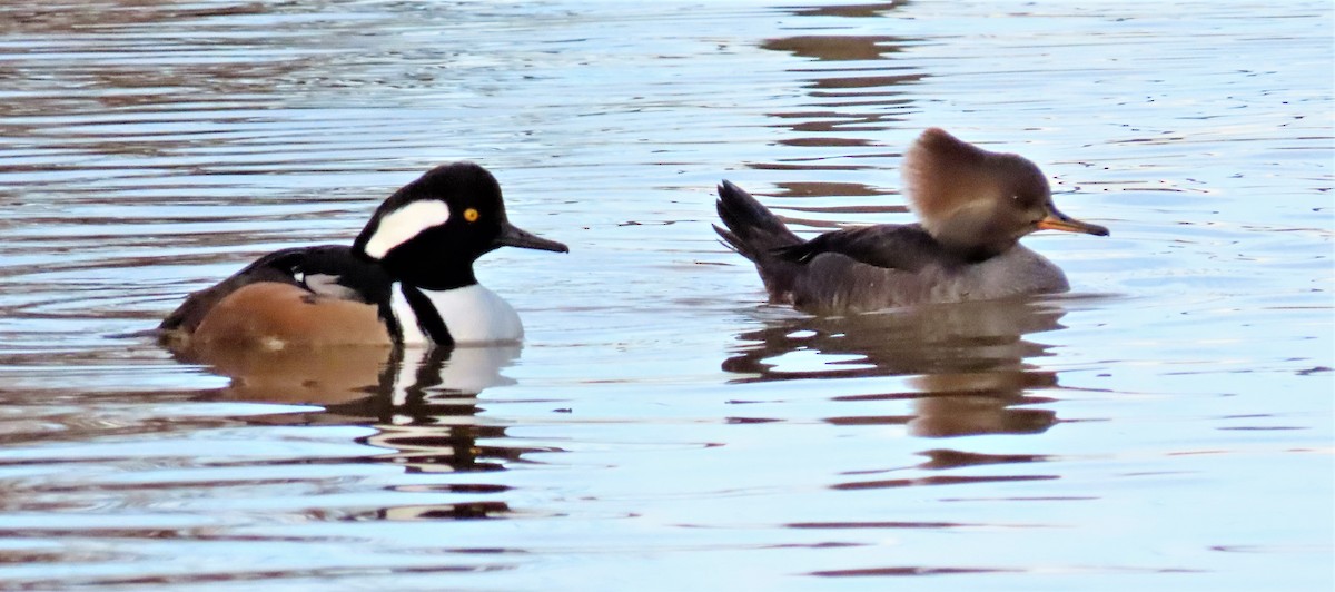 Hooded Merganser - ML516202881