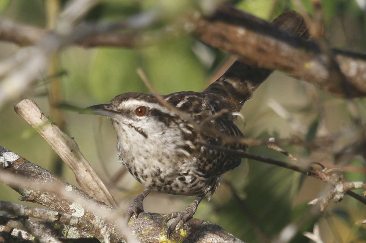 Yucatan Wren - ML516203091