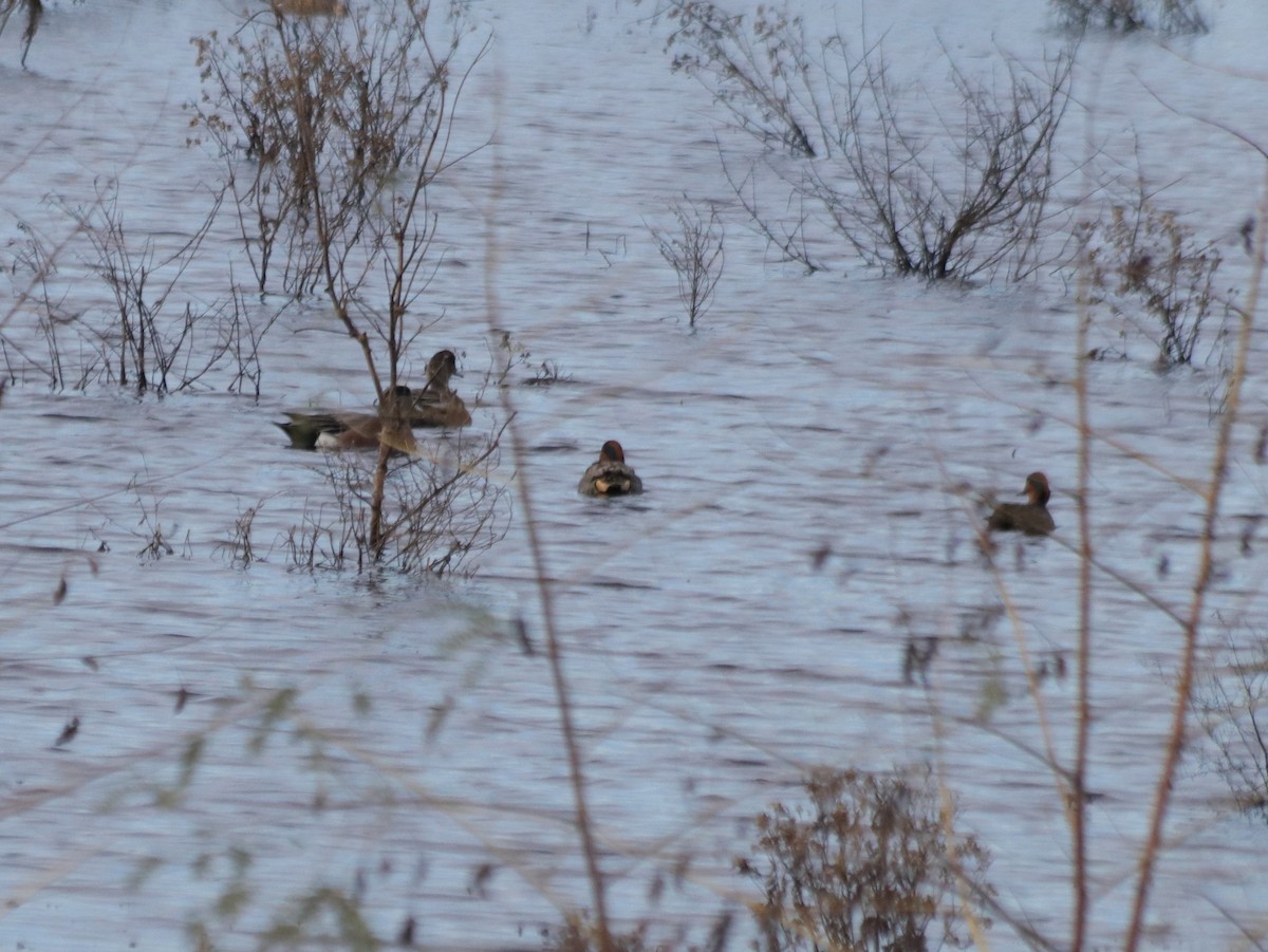 American Wigeon - ML516203341