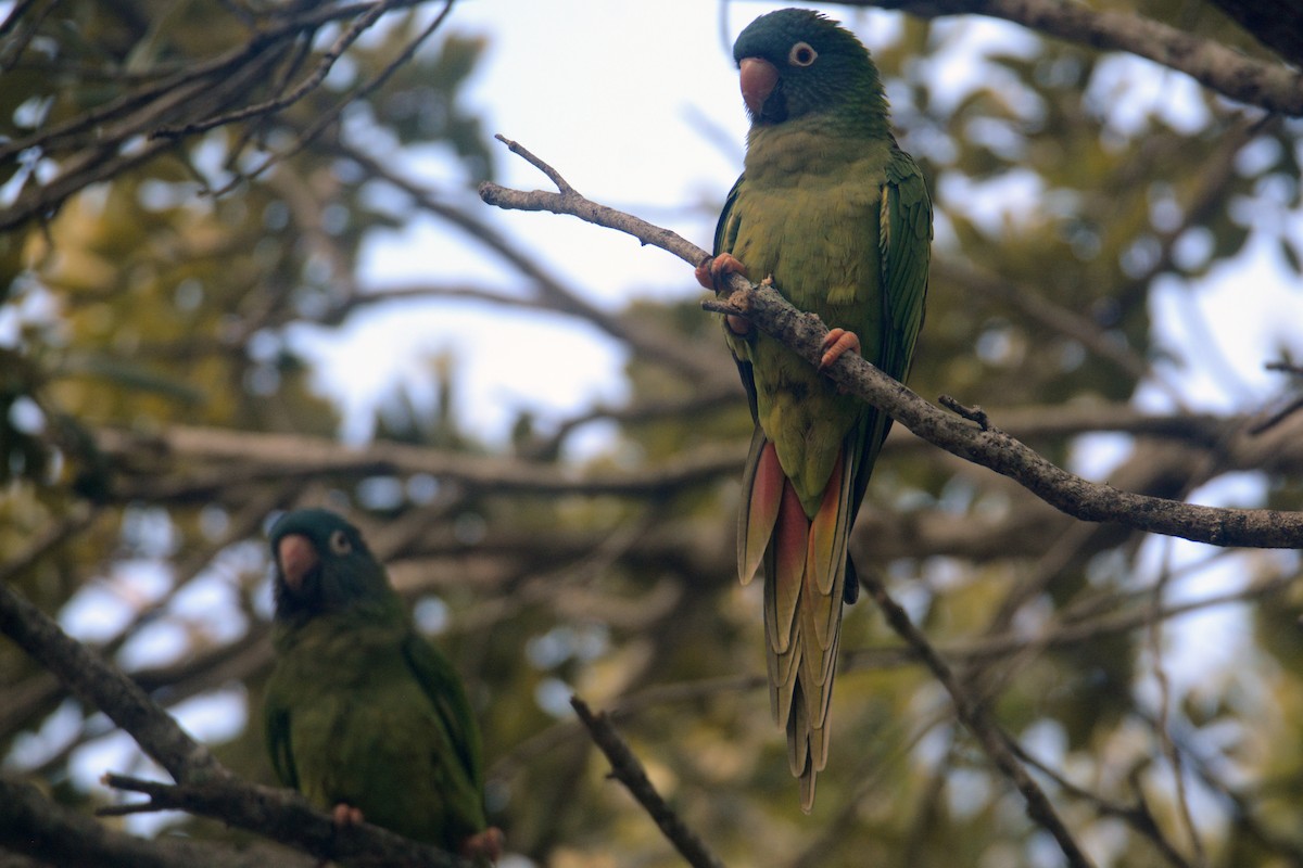 Blue-crowned Parakeet - ML516204171