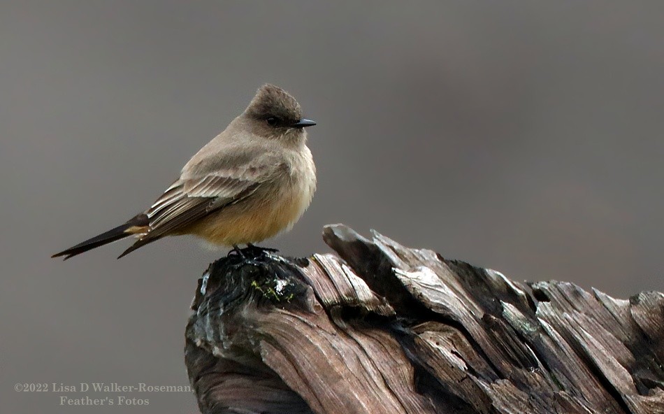 Say's Phoebe - ML516204361