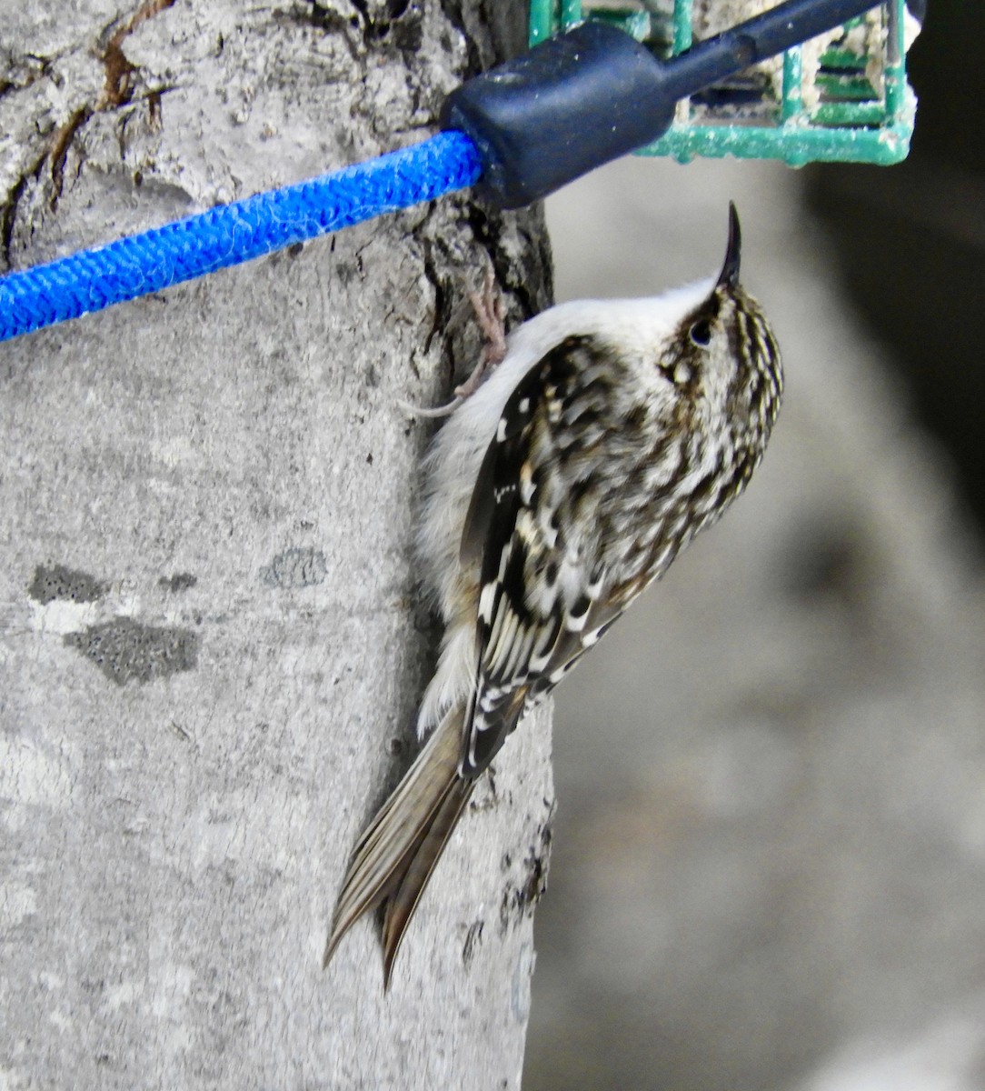 Brown Creeper - Nancy Mitiguy