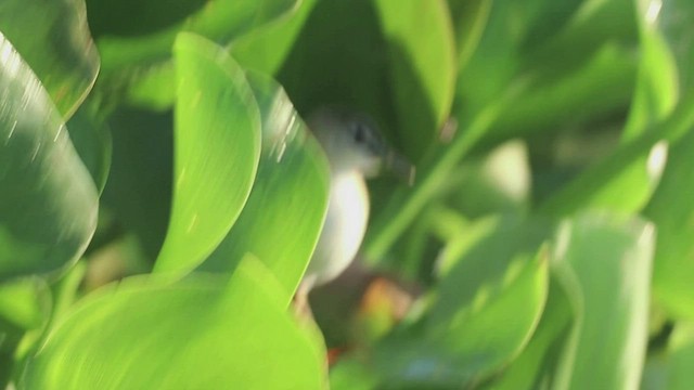 Yellow-breasted Crake - ML516205931