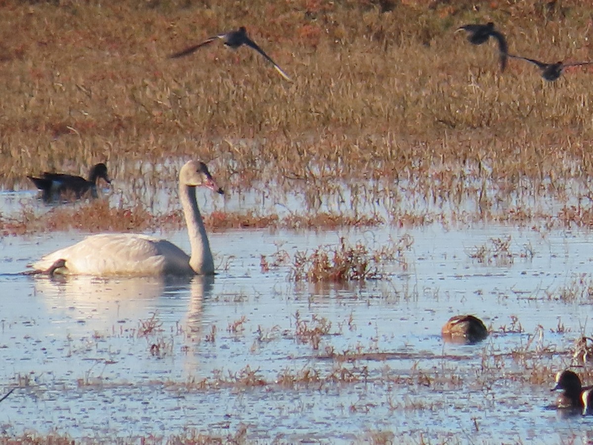 Tundra Swan - ML516207181