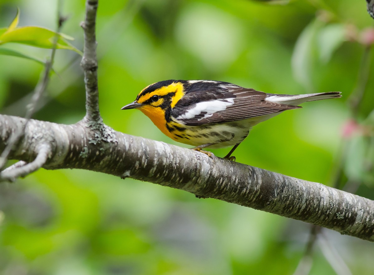 Blackburnian Warbler - ML51620731