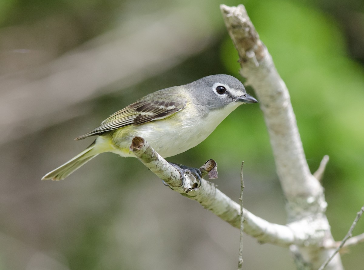 Vireo Solitario - ML51620741