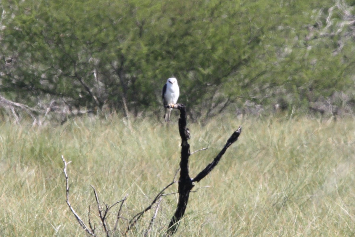 White-tailed Kite - ML516208361