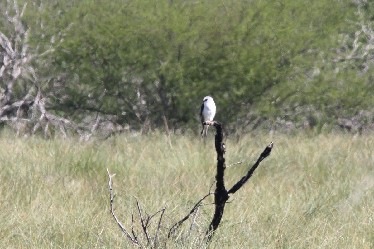 White-tailed Kite - ML516208571