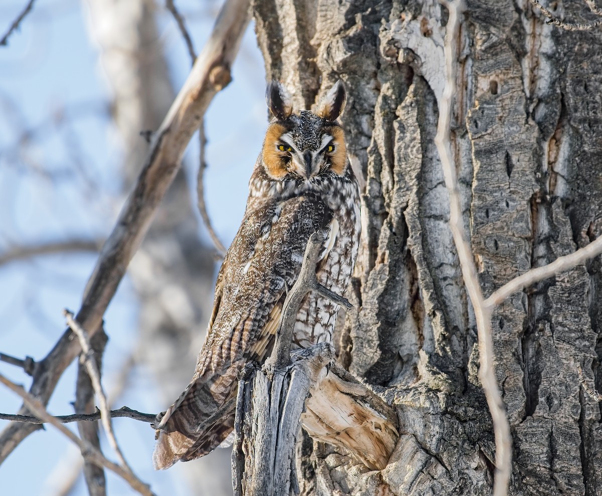 Long-eared Owl - ML516211621