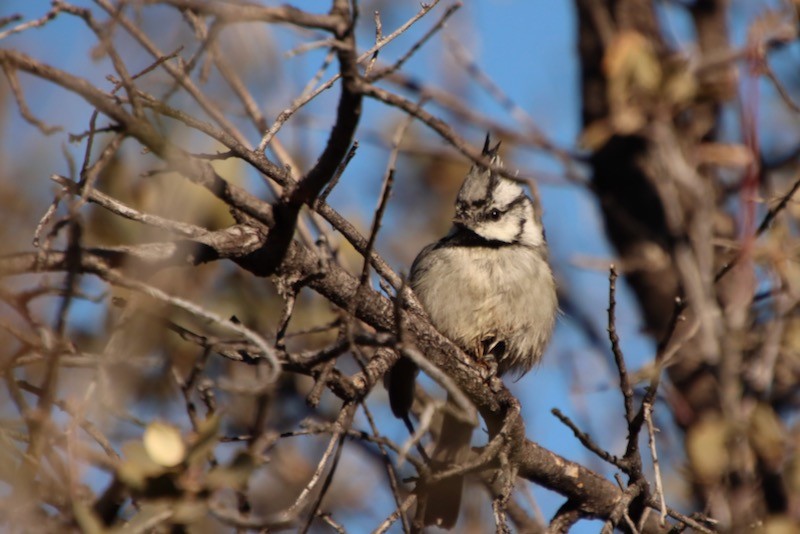 Bridled Titmouse - ML516211811