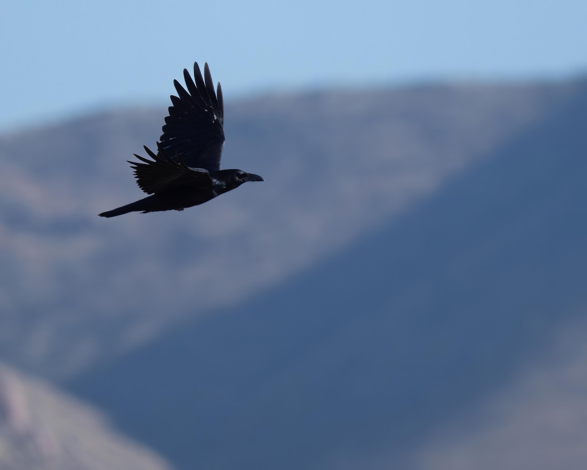 Chihuahuan Raven - ML516212171