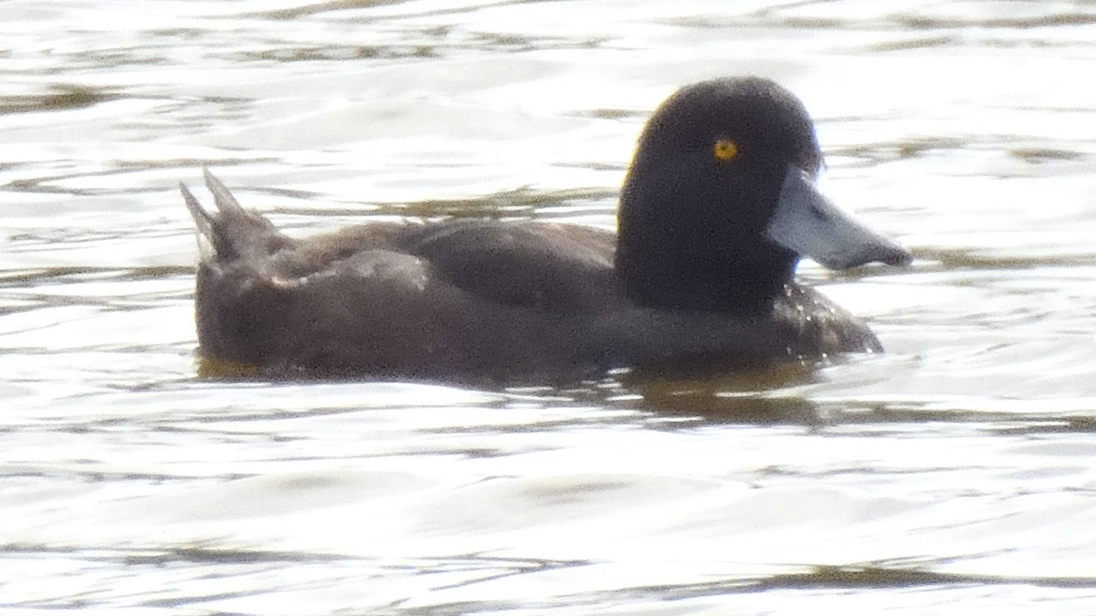 New Zealand Scaup - ML516216501