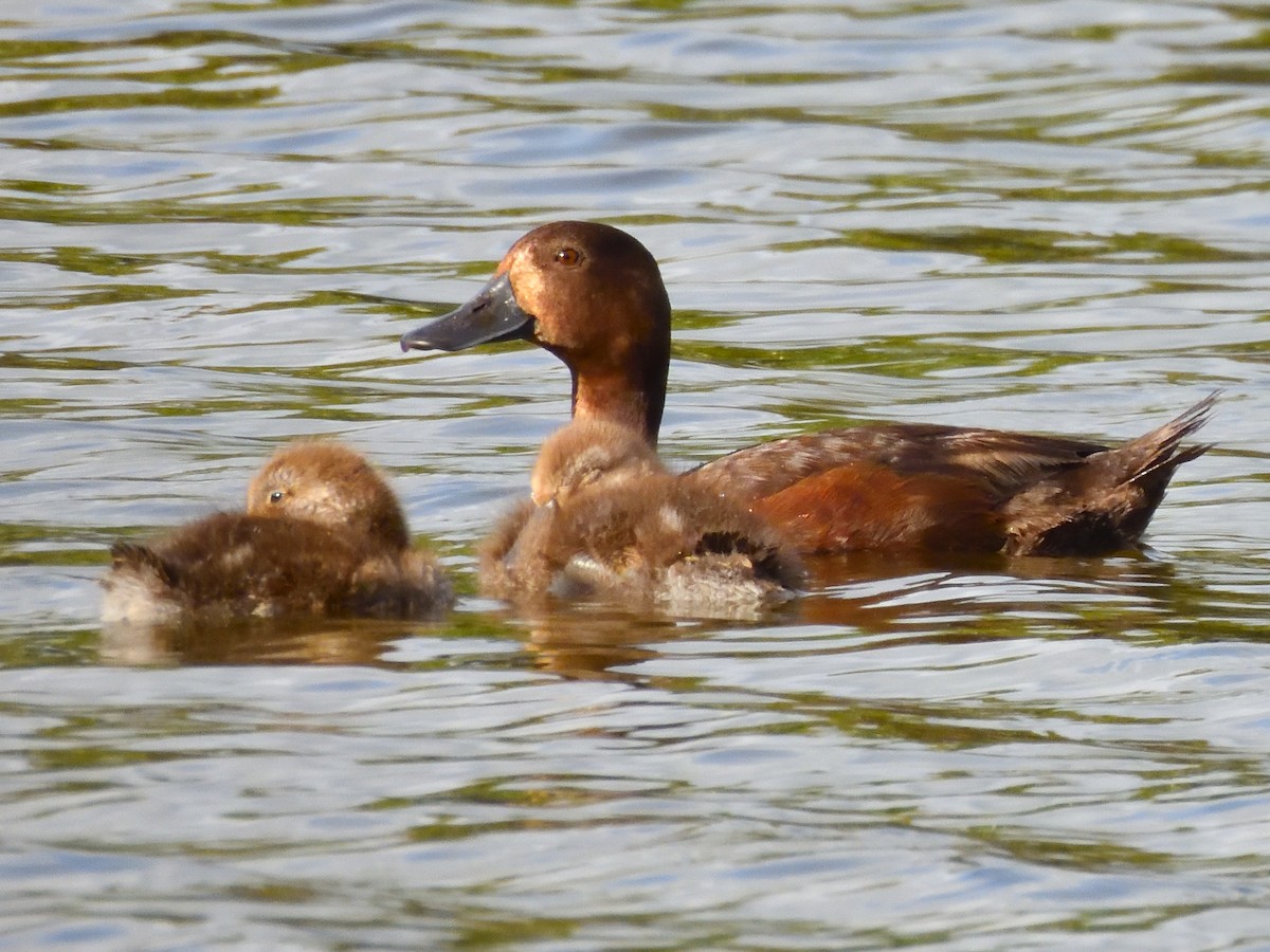New Zealand Scaup - ML516216531