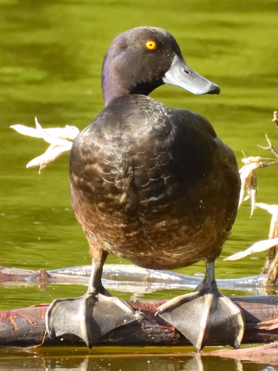 New Zealand Scaup - ML516216541