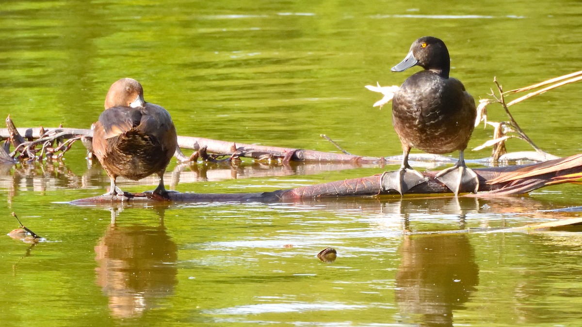 New Zealand Scaup - ML516216581