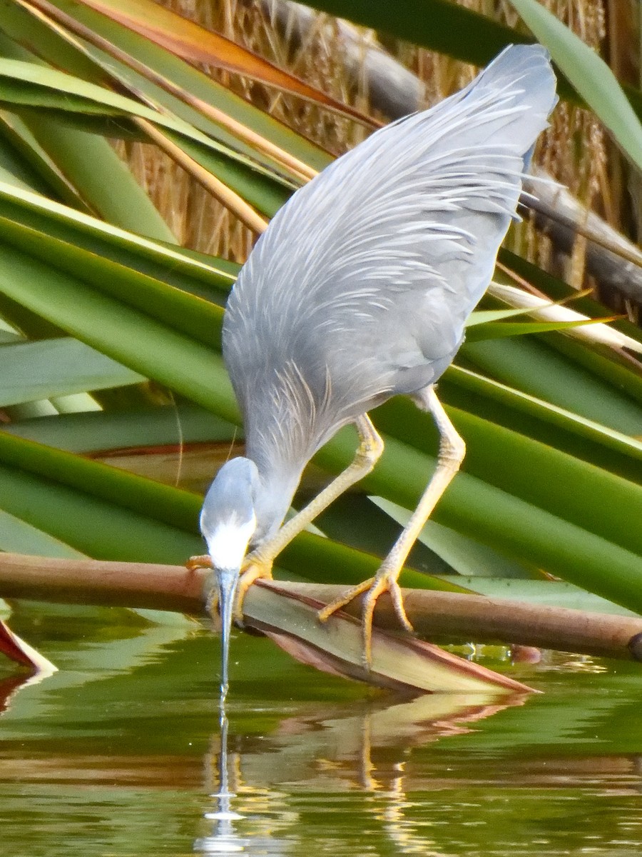 White-faced Heron - ML516216781